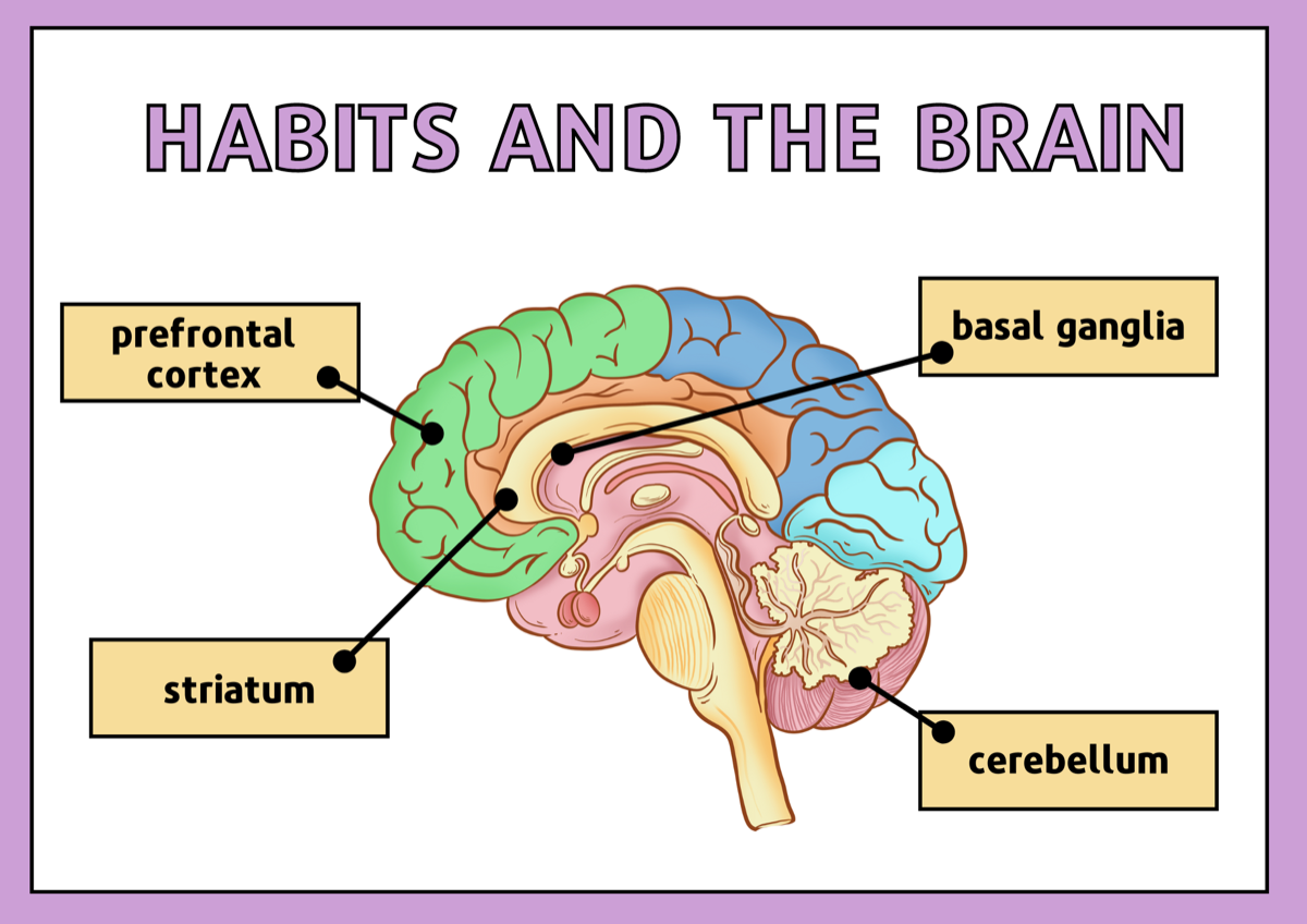 How habits connect to brain behavior patterns