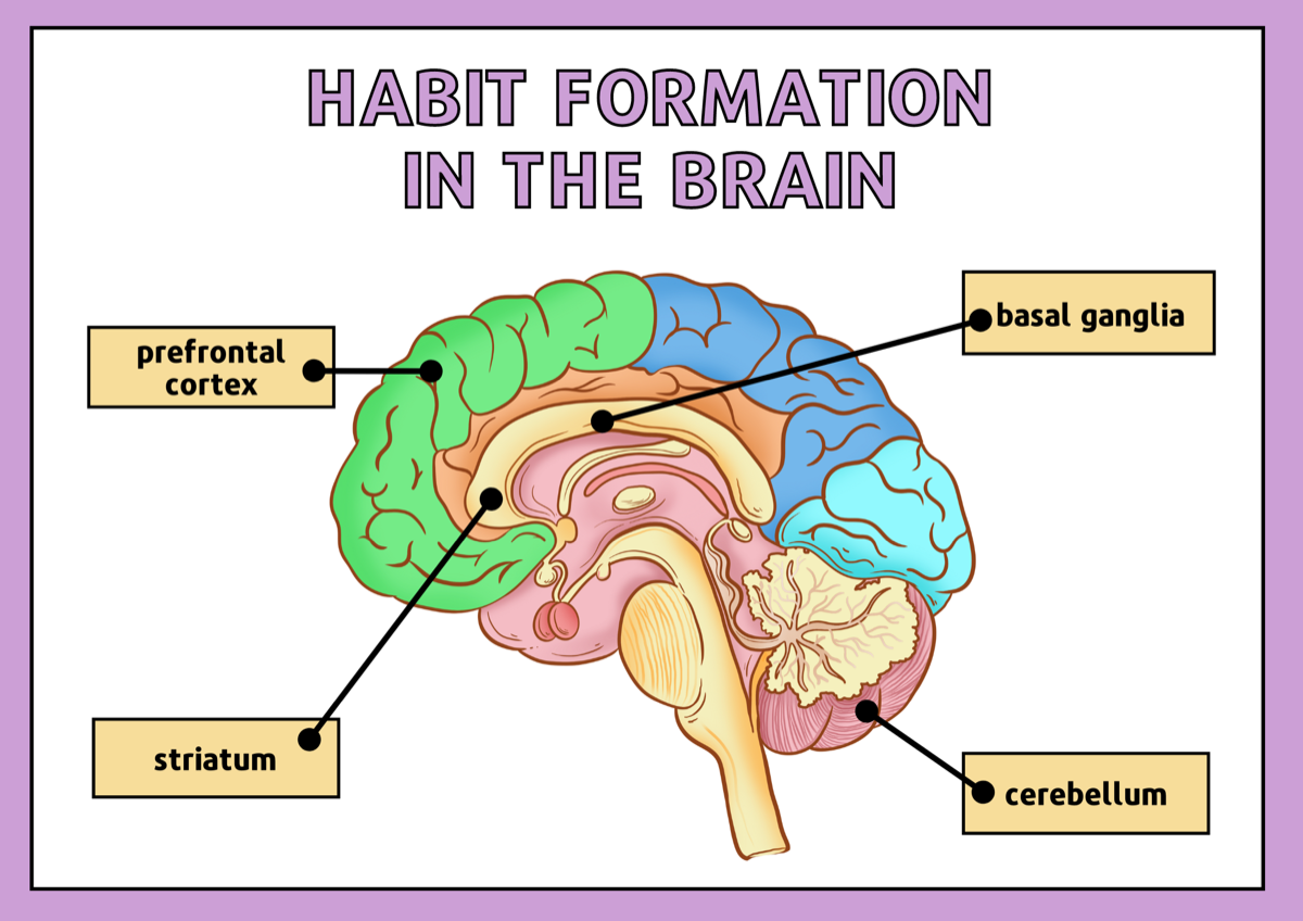 Brain regions involved in habit formation