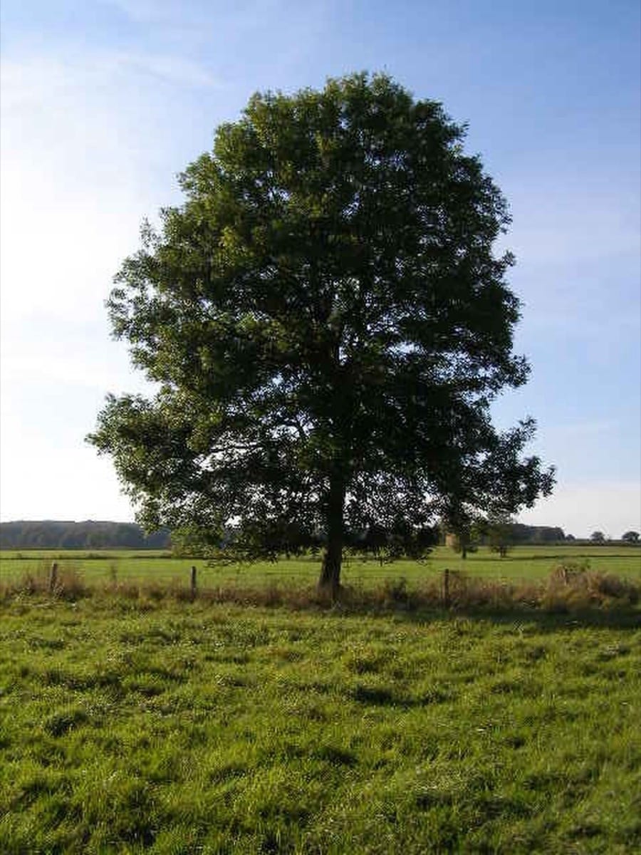 An open field with a single tree: freedom is the space that opens up after the contract ends