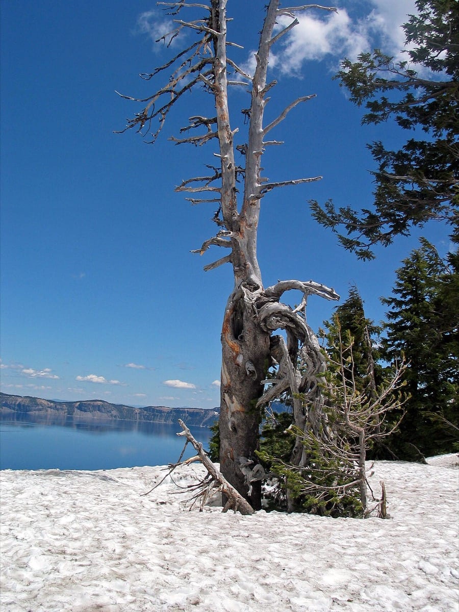 An old weathered tree, still standing after generations.
