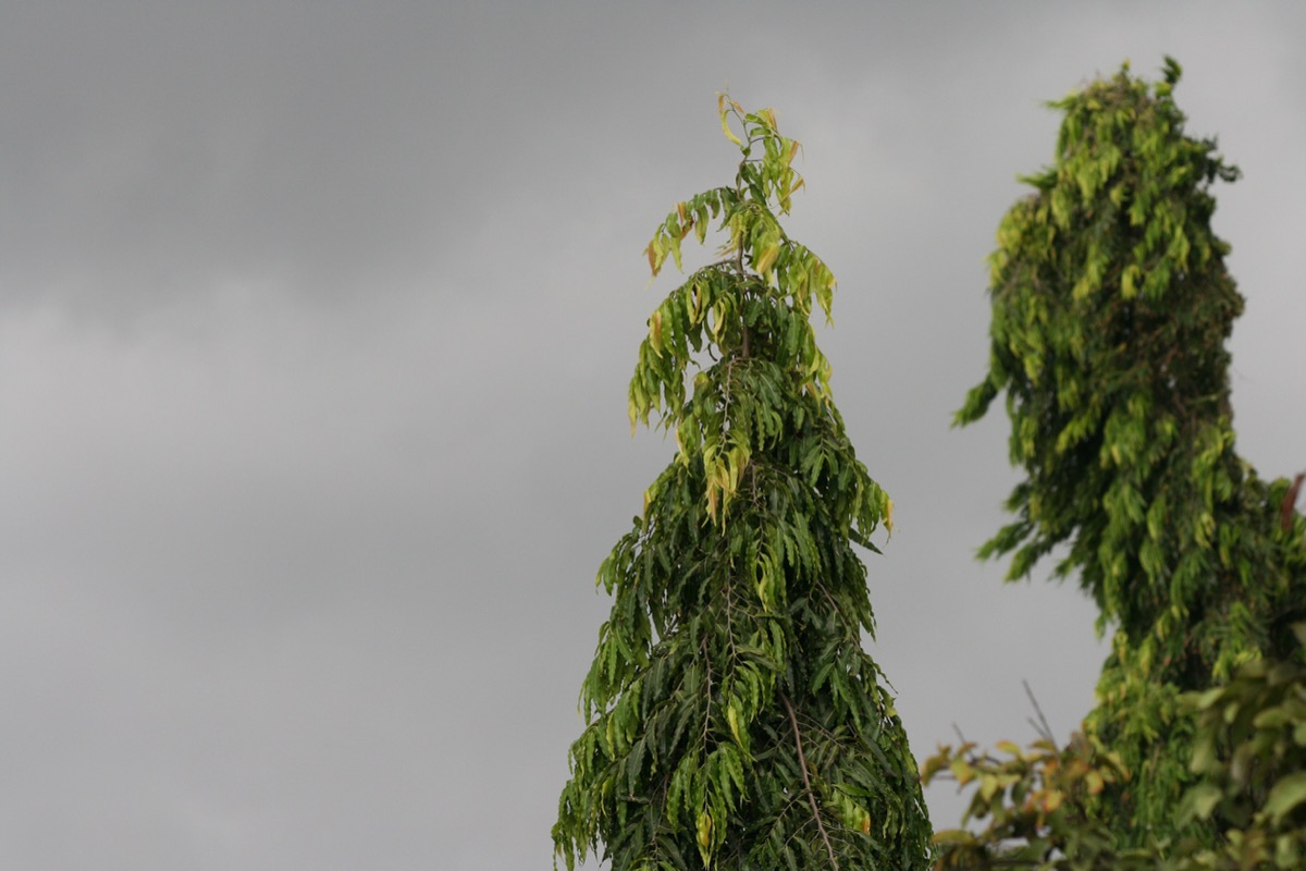 Dark storm clouds rolling in — the disruption energy vampires bring