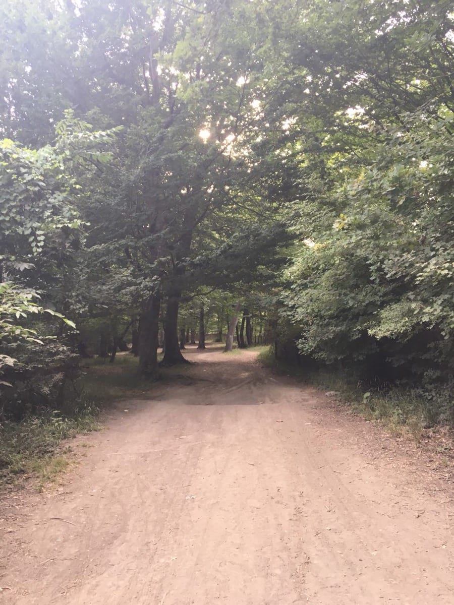 A long path winding through a quiet forest: the journey of finding yourself moves at walking pace, not sprint pace