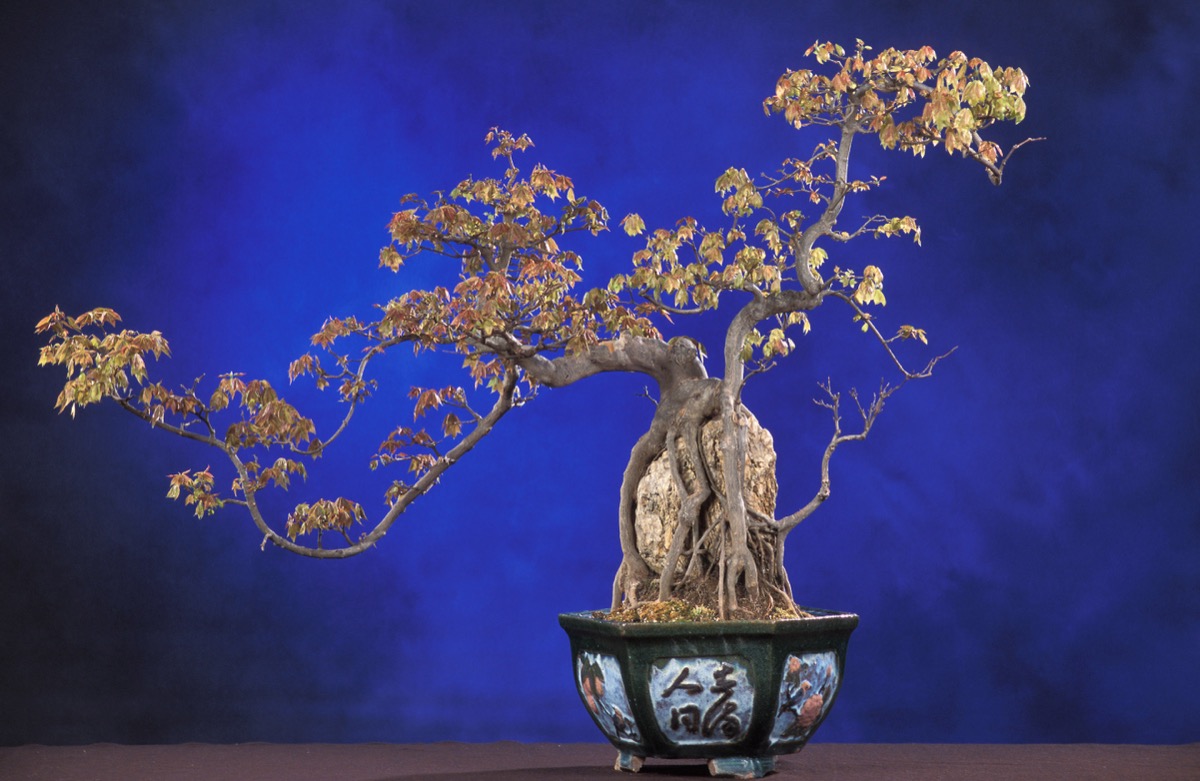 Një bonsai panje tridhent i formuar ngadalë gjatë shumë viteve, një imazh i rritjes së durueshme