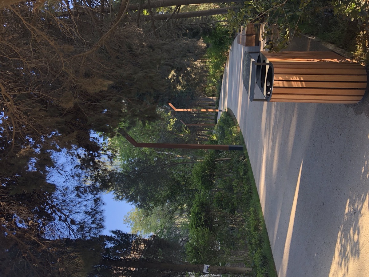 Tree-lined morning walking path with benches bathed in early light