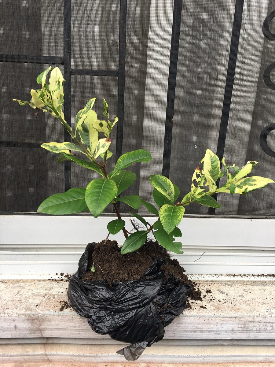 A seedling growing in soil: daily deposits reward patience with outcomes that looked impossible at the start