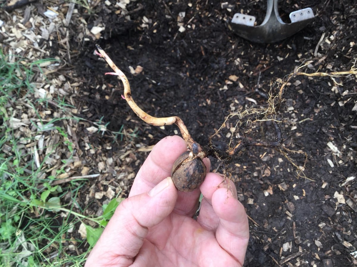 A young sprout breaking through the soil: the strength in weakness is the growth that emerges once the acknowledgment clears the way