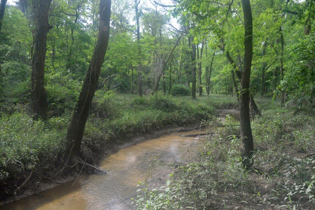 An empty forest path stretching into the distance: purposeful solitude is the chosen separation from a crowd that was not headed where you need to go