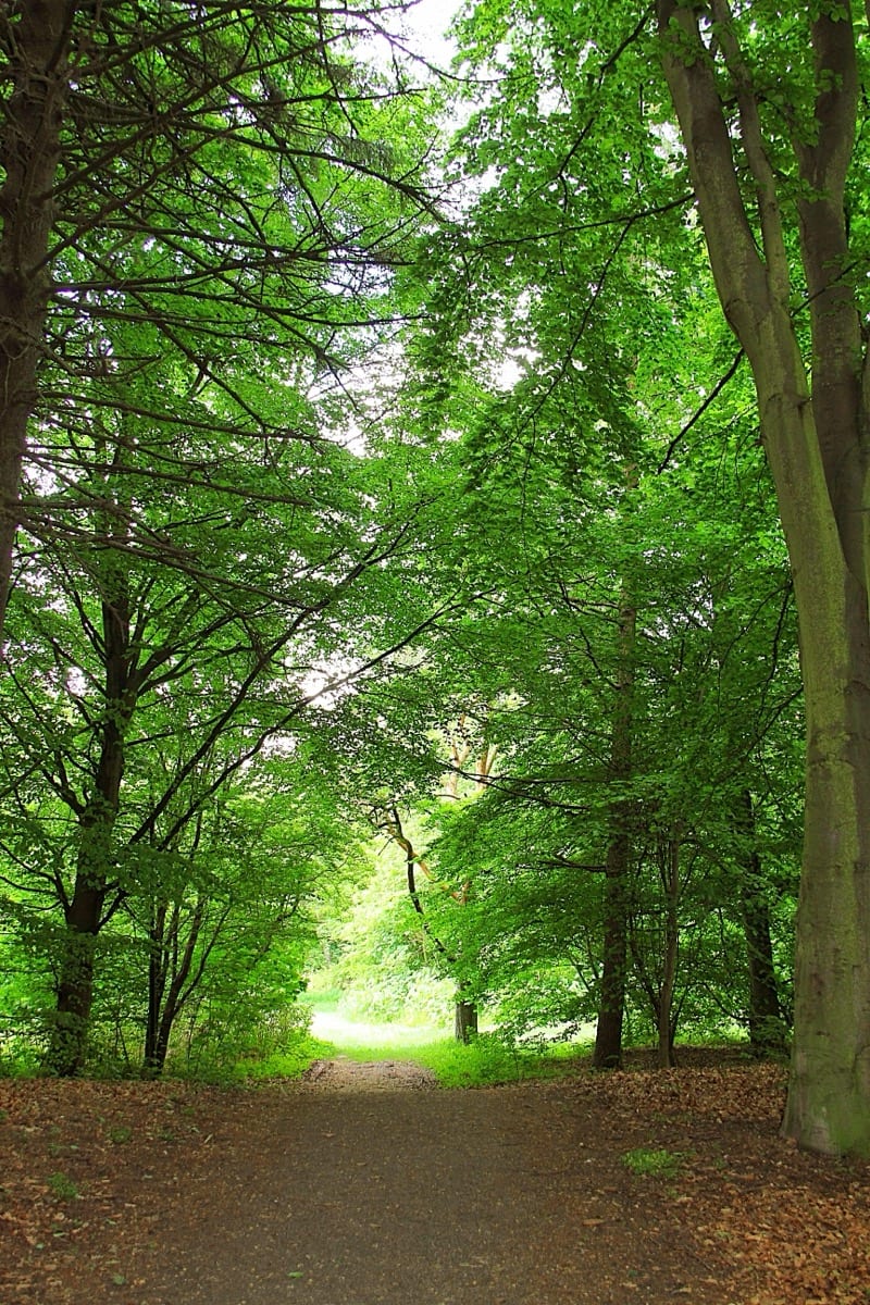 A lone traveler surrounded by quiet trees: solitude strips away the social and reveals the personal, the clarity the crowd cannot offer
