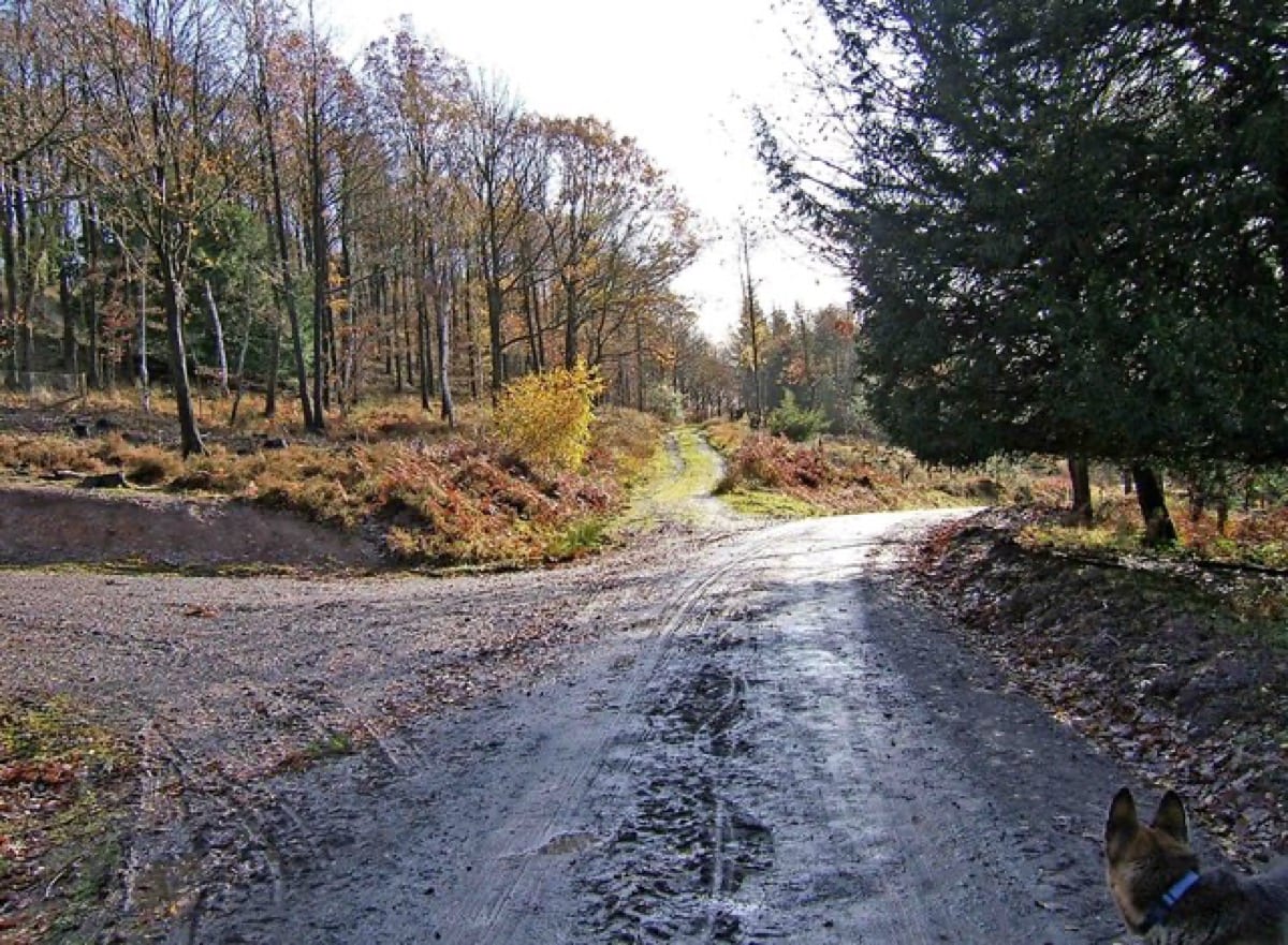 Two paths diverging in a forest: personal responsibility is the choice that creates the path