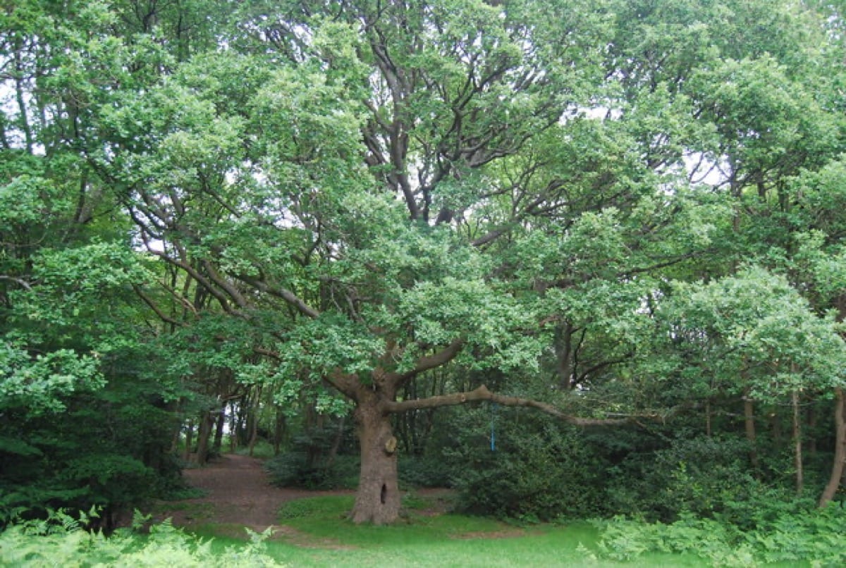 A mature oak tree: the slow compound growth of daily habits invisible on any single day